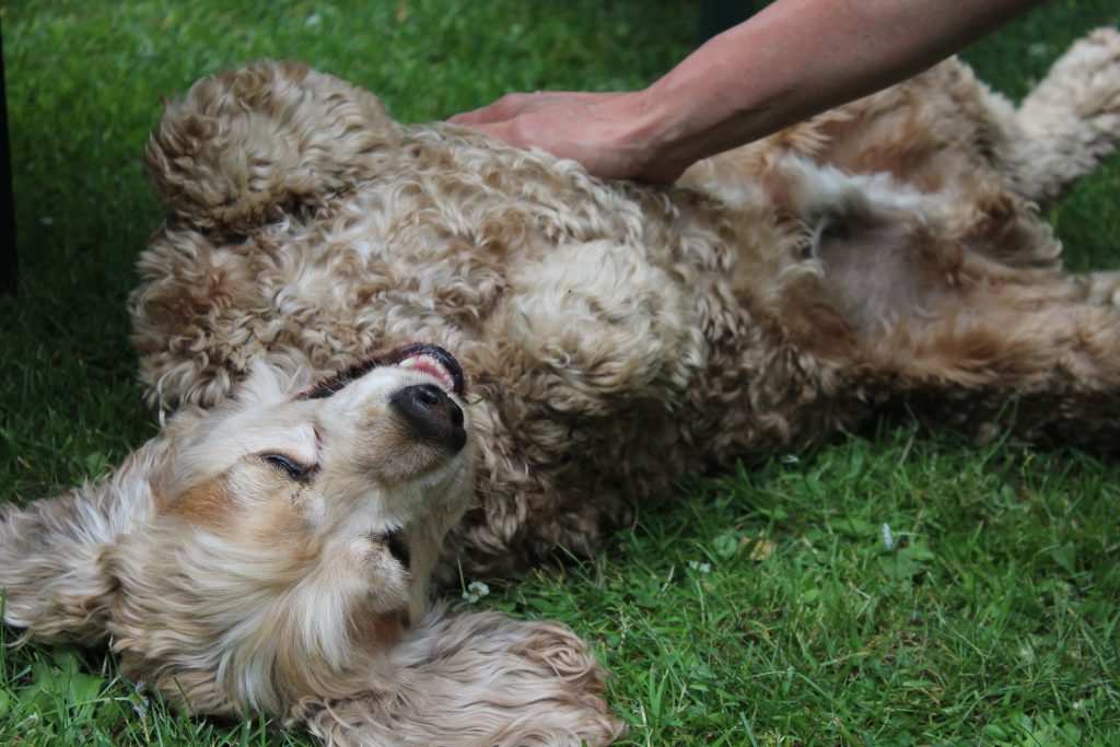 BEHANDLUNGSTAG Osteopathie für den Hund 17. Februar 2019