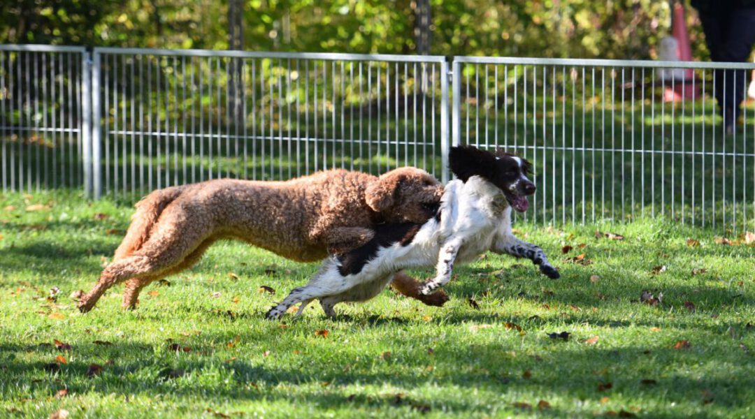 SEMINAR | Hundekontakte | 14. bis 16. Juli 2023