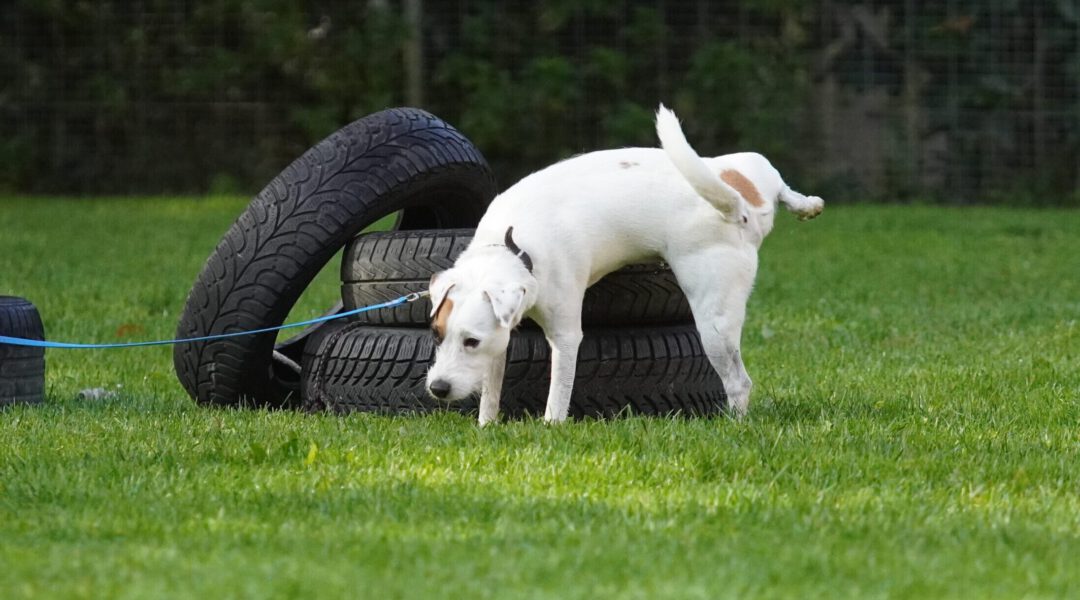 SEMINAR | Territorial ernsthafte Hunde | 09. bis 11. Oktober 2026