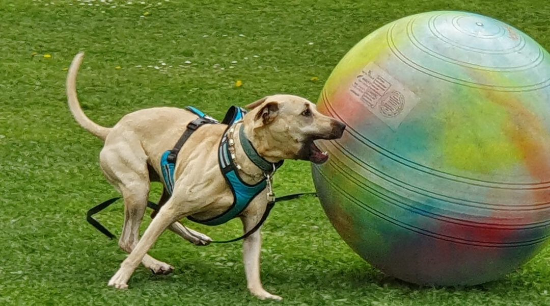 WORKSHOP| Treibball | 05. und 06. September 2026